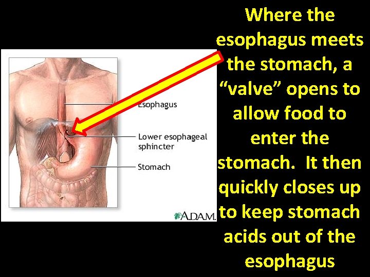 Where the esophagus meets the stomach, a “valve” opens to allow food to enter