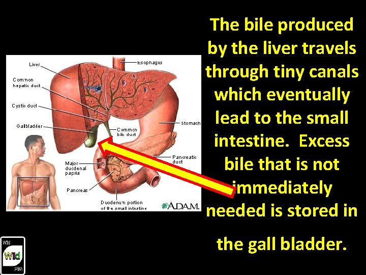 The bile produced by the liver travels through tiny canals which eventually lead to