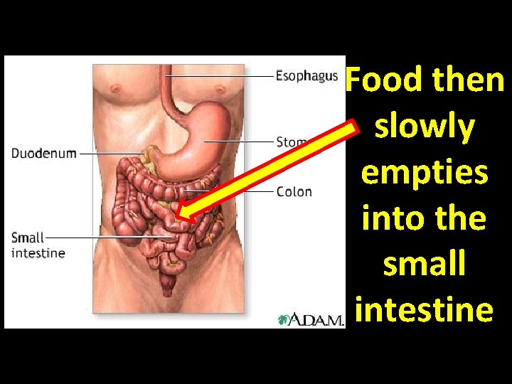 Food then slowly empties into the small intestine 