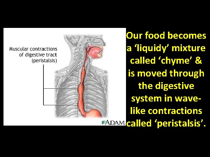 Our food becomes a ‘liquidy’ mixture called ‘chyme’ & is moved through the digestive