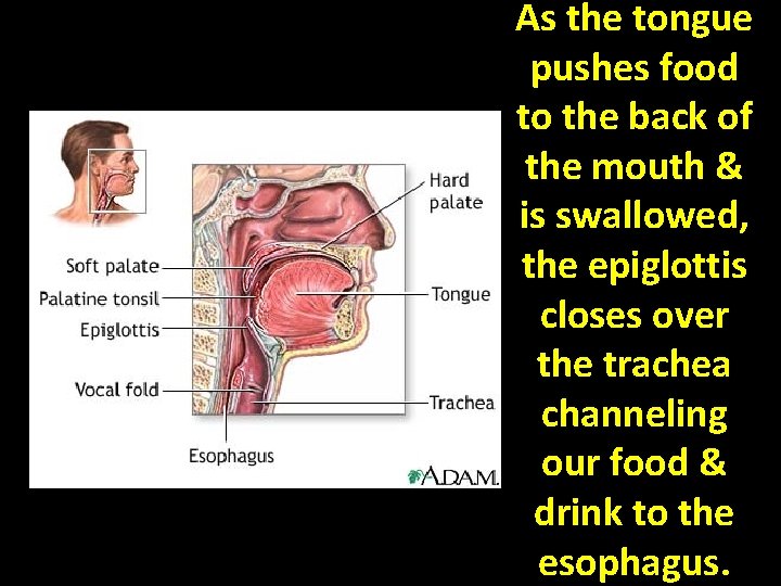 As the tongue pushes food to the back of the mouth & is swallowed,