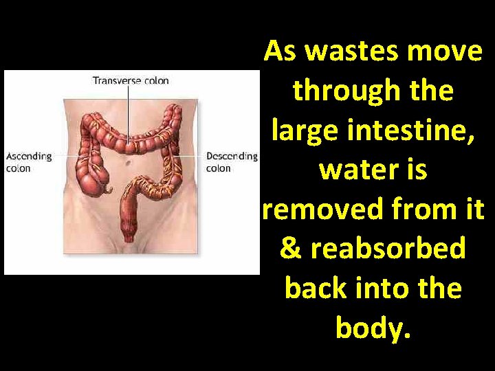 As wastes move through the large intestine, water is removed from it & reabsorbed