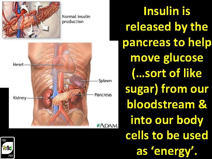 Insulin is released by the pancreas to help move glucose (…sort of like sugar)
