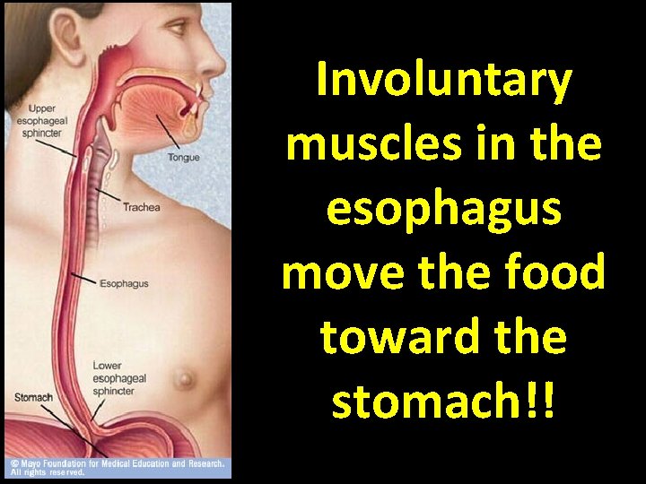 Involuntary muscles in the esophagus move the food toward the stomach!! 