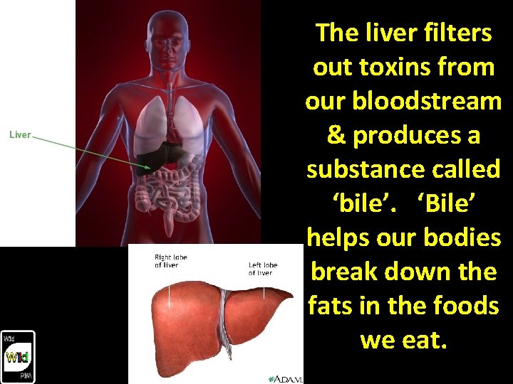 The liver filters out toxins from our bloodstream & produces a substance called ‘bile’.