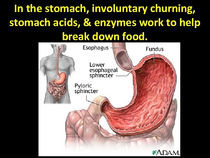 In the stomach, involuntary churning, stomach acids, & enzymes work to help break down