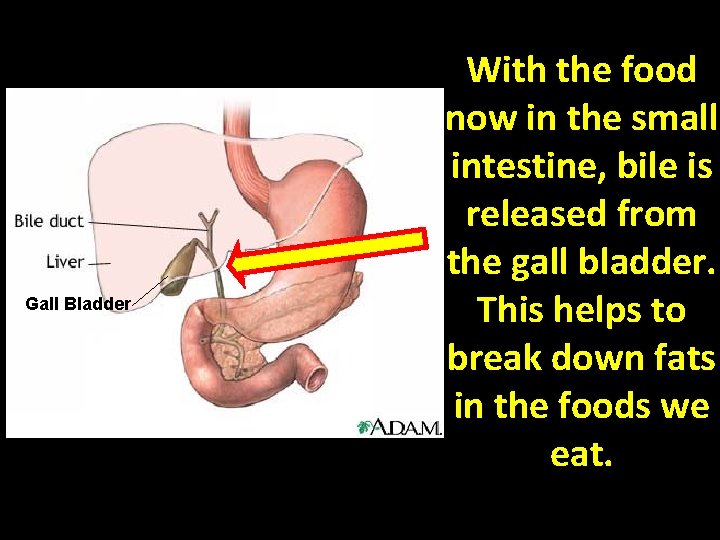 Gall Bladder With the food now in the small intestine, bile is released from