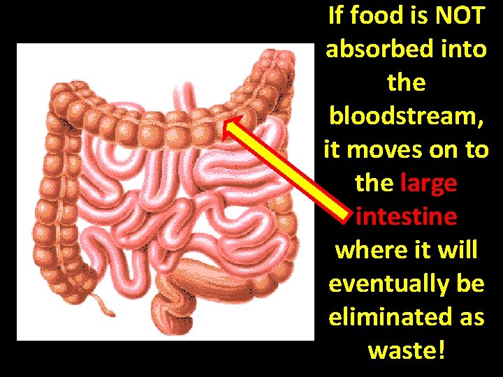 If food is NOT absorbed into the bloodstream, it moves on to the large