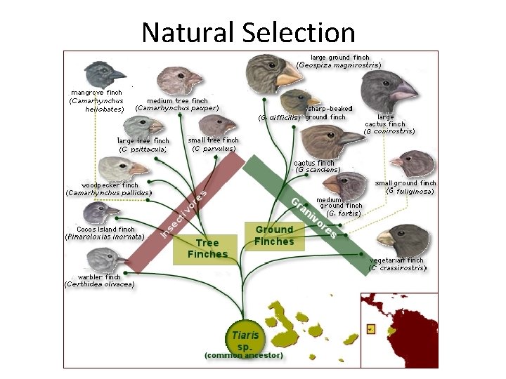 Natural Selection 