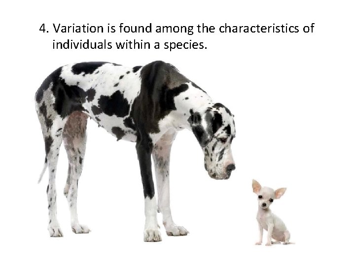 4. Variation is found among the characteristics of individuals within a species. 