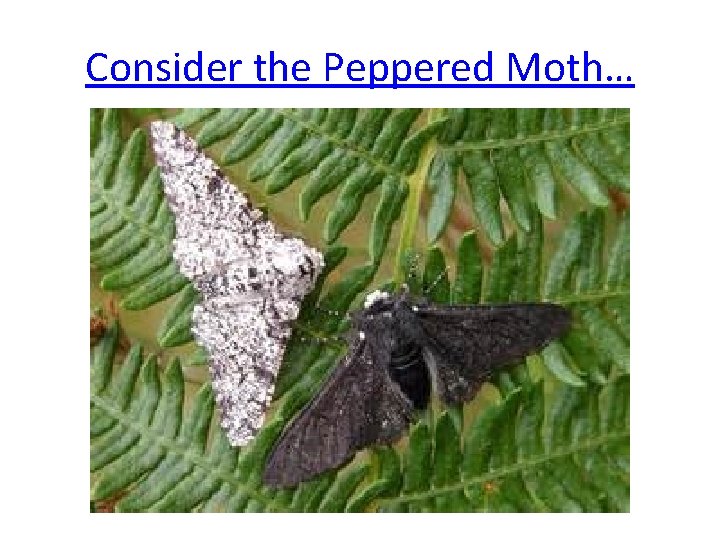 Consider the Peppered Moth… 