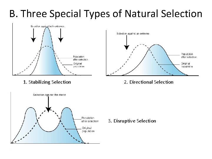 B. Three Special Types of Natural Selection 1. Stabilizing Selection 2. Directional Selection 3.