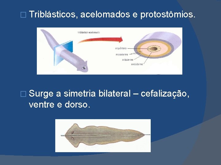� Triblásticos, � Surge acelomados e protostômios. a simetria bilateral – cefalização, ventre e