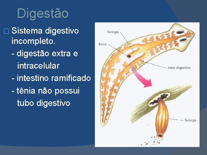 Digestão � Sistema digestivo incompleto. - digestão extra e intracelular - intestino ramificado -