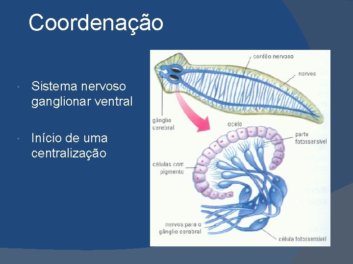 Coordenação Sistema nervoso ganglionar ventral Início de uma centralização 