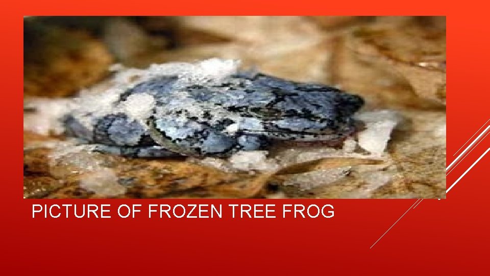 PICTURE OF FROZEN TREE FROG 