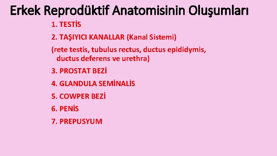 Erkek Reprodüktif Anatomisinin Oluşumları 1. TESTİS 2. TAŞIYICI KANALLAR (Kanal Sistemi) (rete testis, tubulus