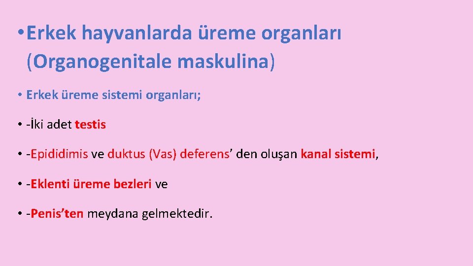  • Erkek hayvanlarda üreme organları (Organogenitale maskulina) • Erkek üreme sistemi organları; •