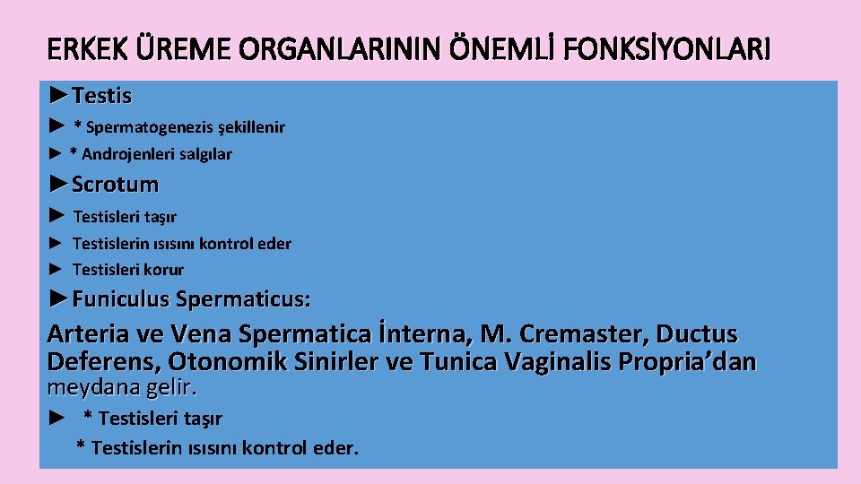 ERKEK ÜREME ORGANLARININ ÖNEMLİ FONKSİYONLARI ►Testis ► * Spermatogenezis şekillenir ► * Androjenleri salgılar