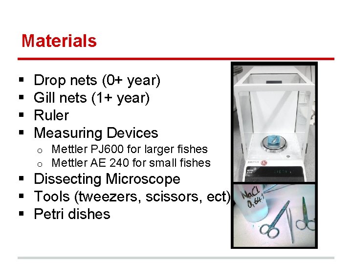 Materials § § Drop nets (0+ year) Gill nets (1+ year) Ruler Measuring Devices