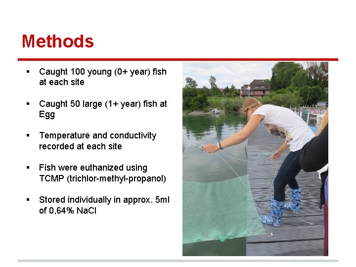 Methods § Caught 100 young (0+ year) fish at each site § Caught 50