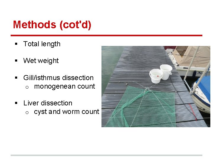 Methods (cot'd) § Total length § Wet weight § Gill/isthmus dissection o monogenean count