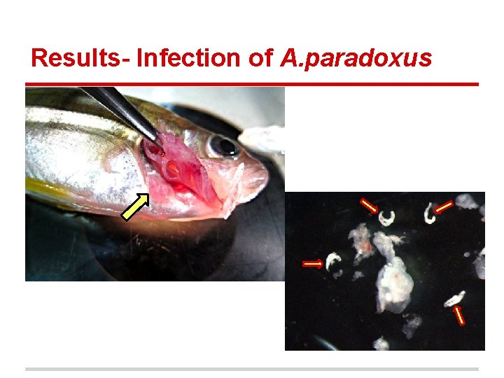 Results- Infection of A. paradoxus 