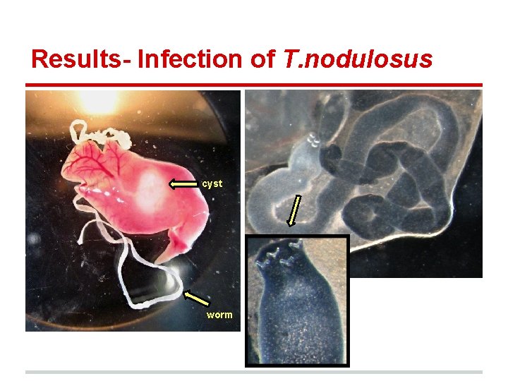 Results- Infection of T. nodulosus cyst worm 