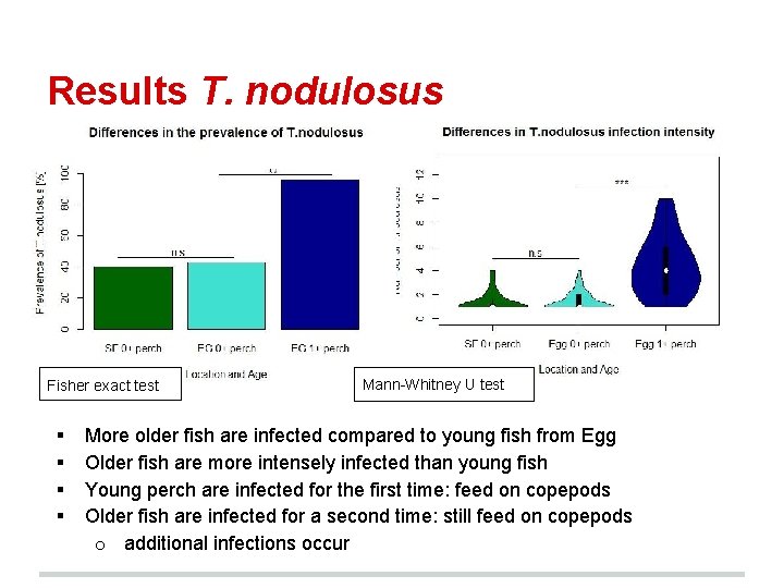 Results T. nodulosus Fisher exact test § § Mann-Whitney U test More older fish
