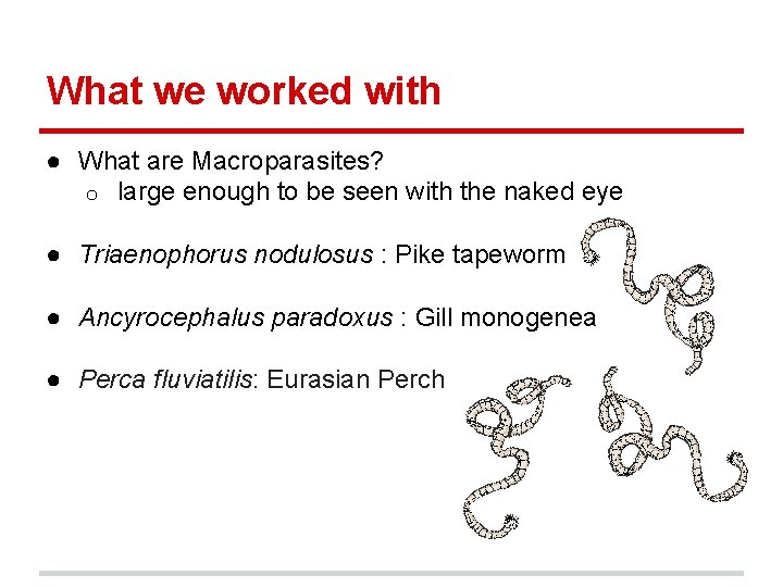 What we worked with ● What are Macroparasites? o large enough to be seen