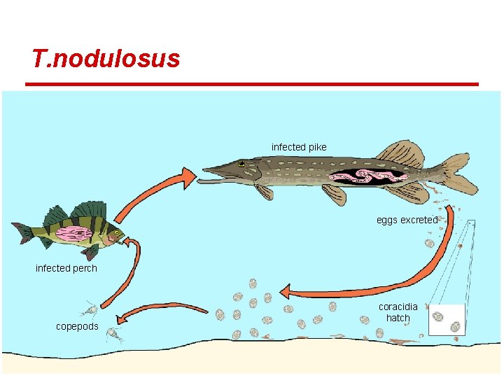 T. nodulosus infected pike eggs excreted infected perch copepods coracidia hatch 