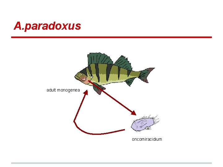 A. paradoxus adult monogenea oncomiracidium 