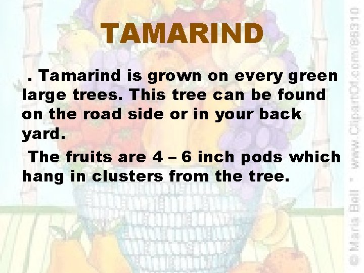 TAMARIND. Tamarind is grown on every green large trees. This tree can be found