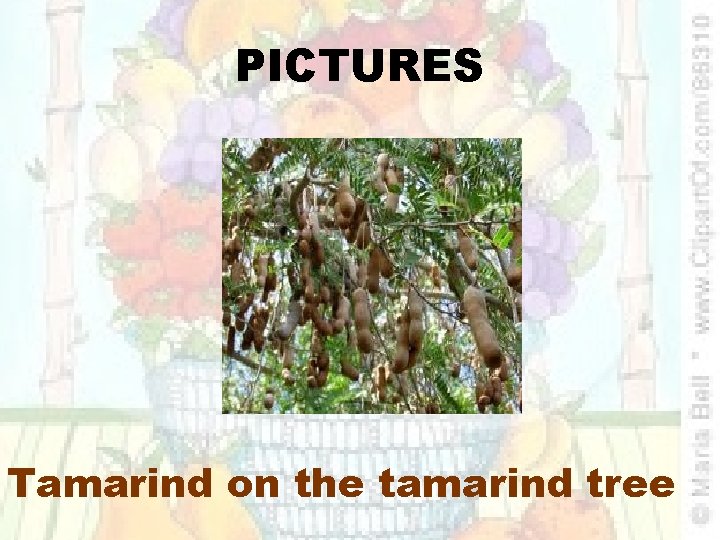 PICTURES Tamarind on the tamarind tree 