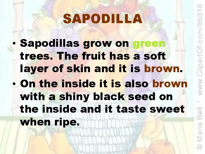 SAPODILLA • Sapodillas grow on green trees. The fruit has a soft layer of