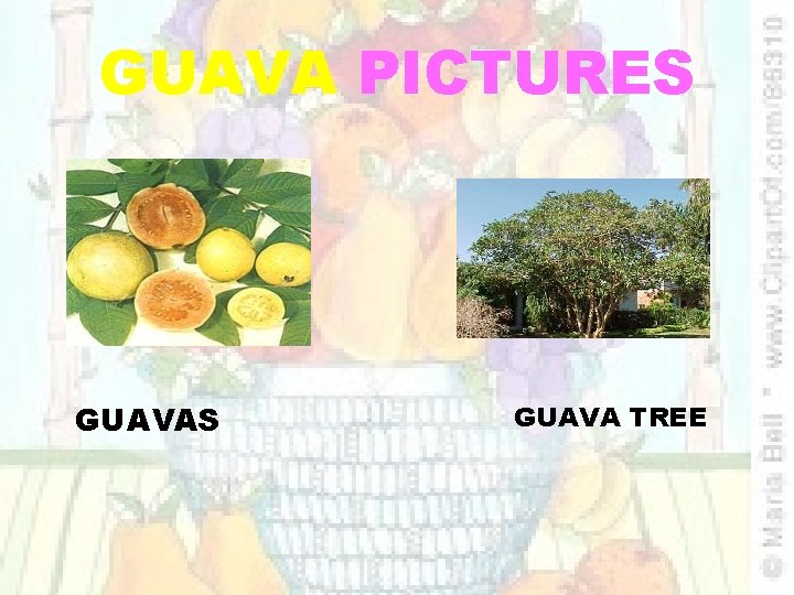 GUAVA PICTURES GUAVA TREE 