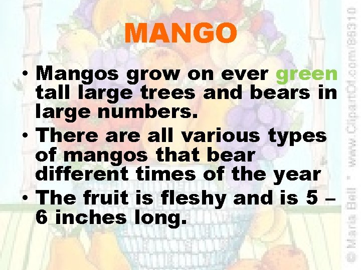 MANGO • Mangos grow on ever green tall large trees and bears in large