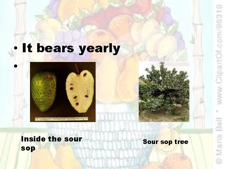  • It bears yearly • Inside the sour sop Sour sop tree 