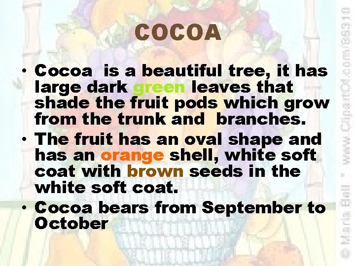 COCOA • Cocoa is a beautiful tree, it has large dark green leaves that