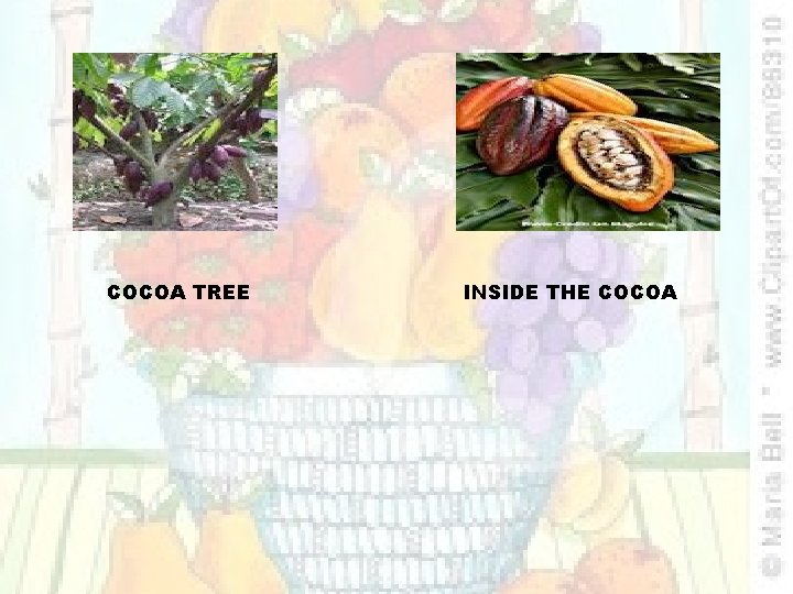 COCOA TREE INSIDE THE COCOA 