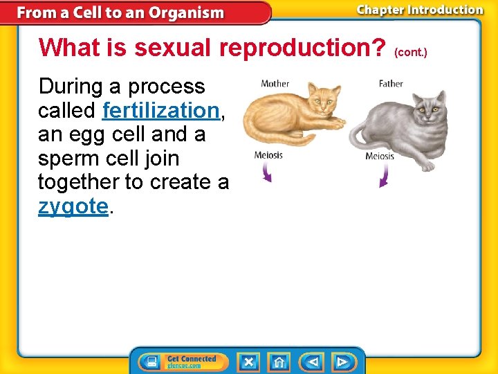 What is sexual reproduction? (cont. ) During a process called fertilization, an egg cell