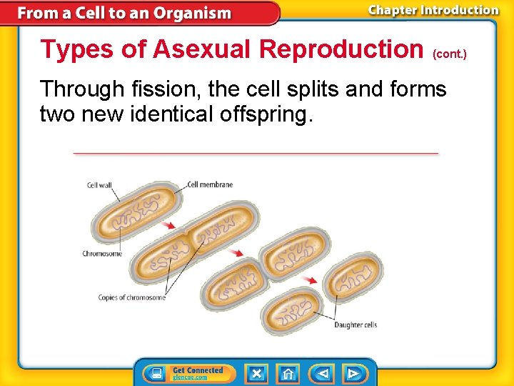 Types of Asexual Reproduction (cont. ) Through fission, the cell splits and forms two