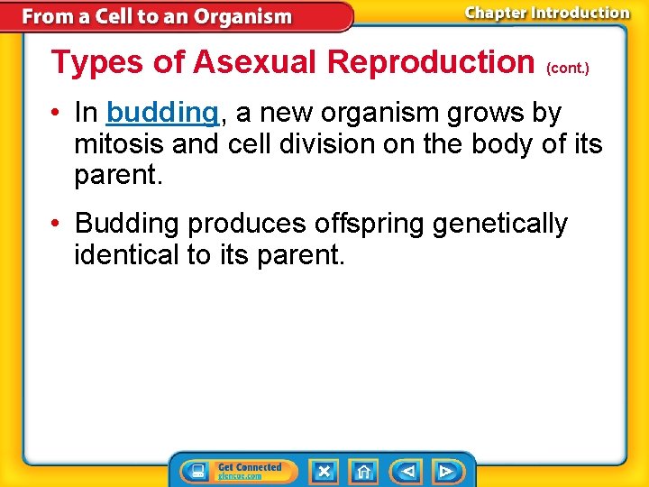 Types of Asexual Reproduction (cont. ) • In budding, a new organism grows by