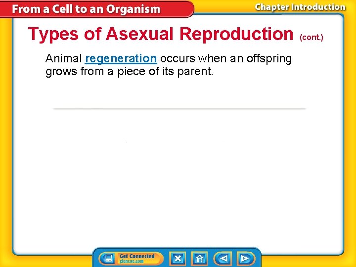 Types of Asexual Reproduction (cont. ) Animal regeneration occurs when an offspring grows from