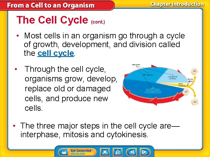 The Cell Cycle (cont. ) • Most cells in an organism go through a