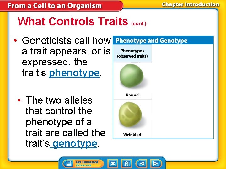 What Controls Traits (cont. ) • Geneticists call how a trait appears, or is