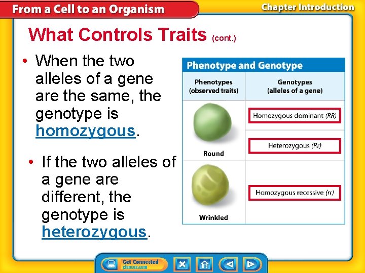 What Controls Traits (cont. ) • When the two alleles of a gene are
