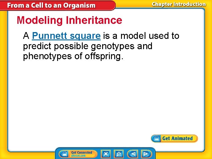 Modeling Inheritance A Punnett square is a model used to predict possible genotypes and