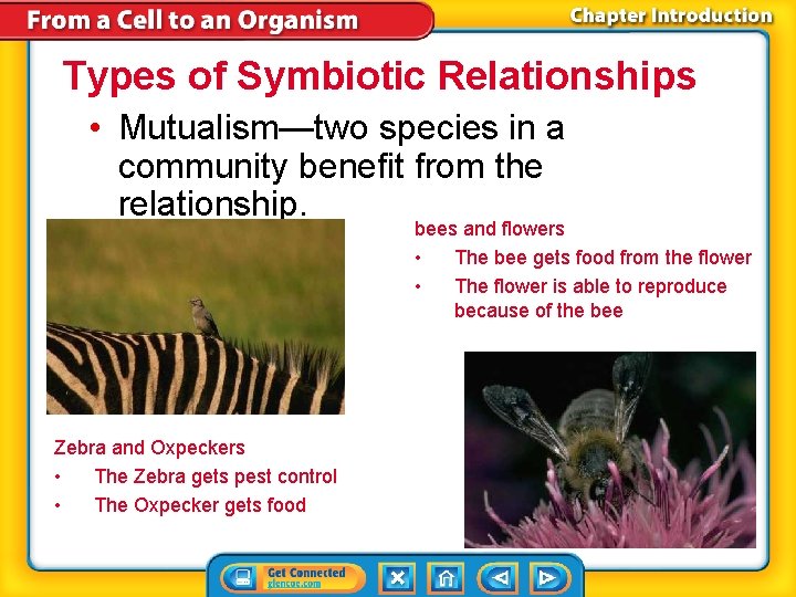 Types of Symbiotic Relationships • Mutualism—two species in a community benefit from the relationship.