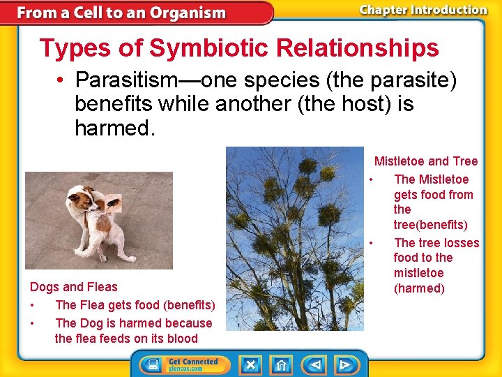 Types of Symbiotic Relationships • Parasitism—one species (the parasite) benefits while another (the host)
